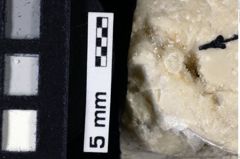 Foto (Detailansicht) von Galatheoidea indet. (NHMW-GEO-1990-0041-0129)